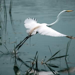 meditation danse et chant 2026
